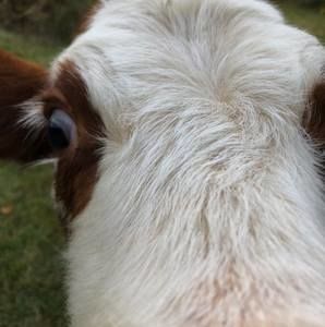 Meet your Posher, Raven